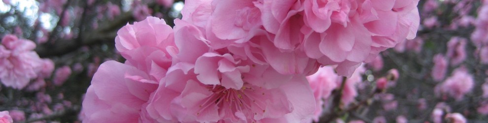 Lifecompetence Knowing