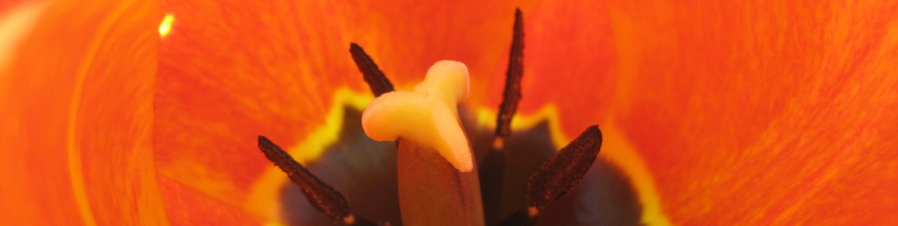 Lifecompetence Passion